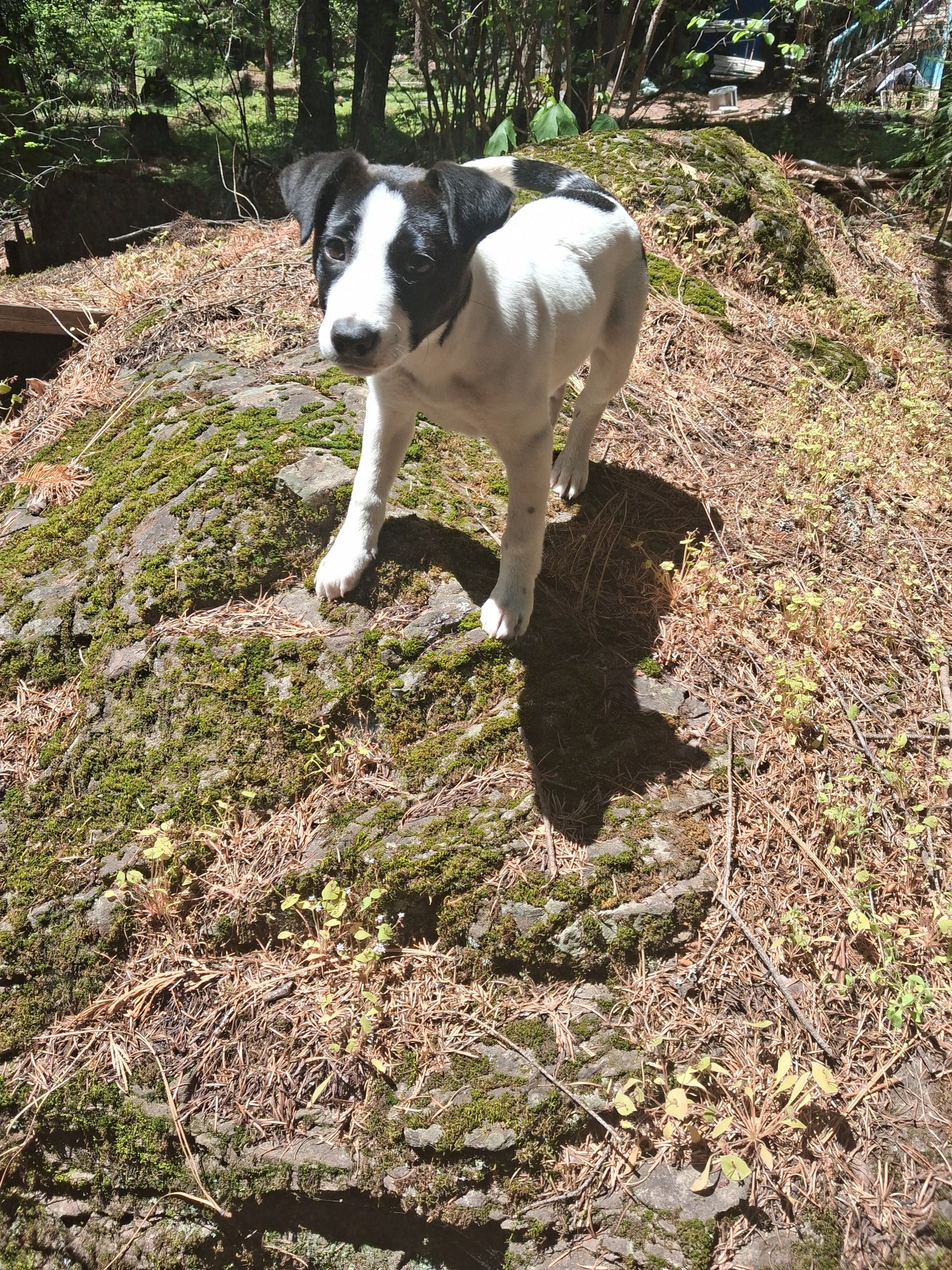 Sustainable Walks